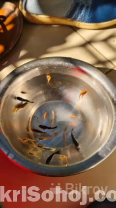 একুরিয়াম সেটাপ